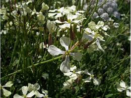 Attēlu rezultāti vaicājumam “Raphanus raphanistrum”