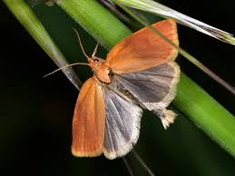 Attēlu rezultāti vaicājumam “Aphelia viburniana”