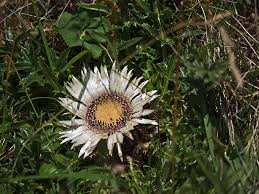 Image result for Silberdistel