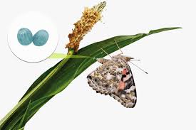 Attēlu rezultāti vaicājumam “Vanessa cardui underside”