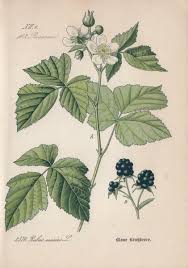 Attēlu rezultāti vaicājumam “Rubus caesius”
