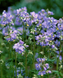 Attēlu rezultāti vaicājumam “Polemonium caeruleum leaf”