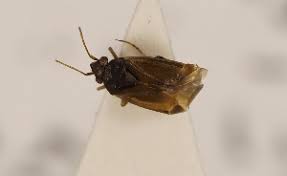 Attēlu rezultāti vaicājumam “Psallus sp.”