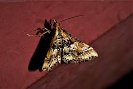 Attēlu rezultāti vaicājumam “Diasemia reticularis”