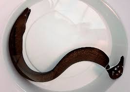 Image result for Gymnothorax vicinus