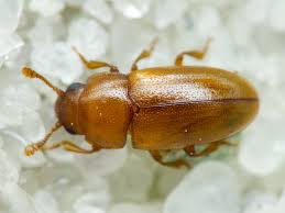 Attēlu rezultāti vaicājumam “Dacne bipustulata”