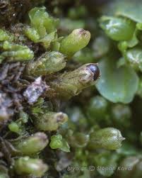 Attēlu rezultāti vaicājumam “Leiocolea collaris”