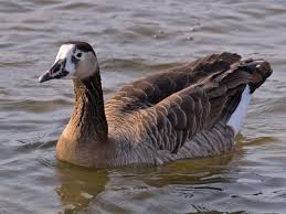 Attēlu rezultāti vaicājumam “Anser anser”