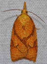 Attēlu rezultāti vaicājumam “Reticularia jurana macro”