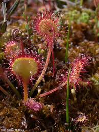 Attēlu rezultāti vaicājumam “Drosera rotundifolia flower”