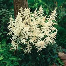 Image result for Astilbe
