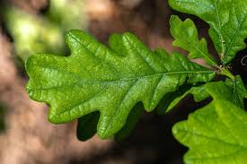 Attēlu rezultāti vaicājumam “Quercus robur Fastigiata leaf”