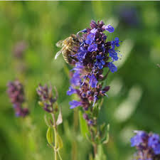 Image result for Ysop