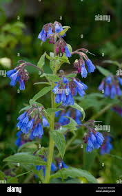 Attēlu rezultāti vaicājumam “Symphytum asperum leaf”