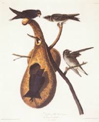 Image result for Gaillardia amblyodon