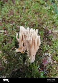 Attēlu rezultāti vaicājumam “Lentaria”