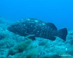 Image result for Epinephelus marginatus