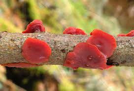 Attēlu rezultāti vaicājumam “Cytidia salicina”