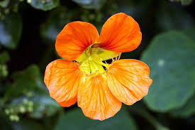 Attēlu rezultāti vaicājumam “Tropaeolum majus flower”