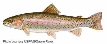 Image result for Oncorhynchus mykiss