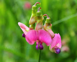 Attēlu rezultāti vaicājumam “Lathyrus sylvestris”