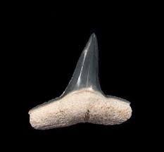 Image result for Negaprion brevirostris