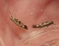 Attēlu rezultāti vaicājumam “Scythris limbella”