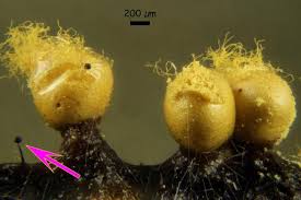 Attēlu rezultāti vaicājumam “Cribraria violacea macro”