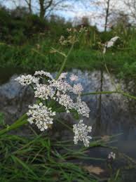 Attēlu rezultāti vaicājumam “Oenanthe aquatica leaf”
