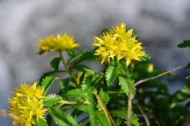 Attēlu rezultāti vaicājumam “Sedum aizoon”