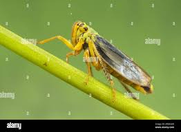 Attēlu rezultāti vaicājumam “Cicadella viridis female”