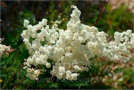 Attēlu rezultāti vaicājumam “Filipendula vulgaris flower”