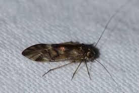 Attēlu rezultāti vaicājumam “Metylophorus nebulosus”