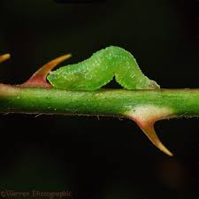 Attēlu rezultāti vaicājumam “Syrphus larva”