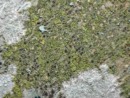 Attēlu rezultāti vaicājumam “Scoliciosporum chlorococcum”