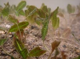 Attēlu rezultāti vaicājumam “Hydrocharitaceae”