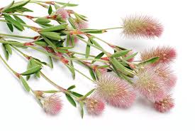 Attēlu rezultāti vaicājumam “Trifolium arvense”