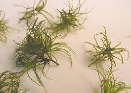 Attēlu rezultāti vaicājumam “Najadaceae”