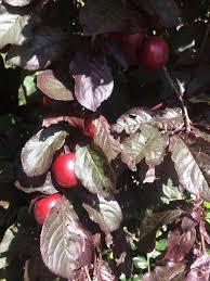 Attēlu rezultāti vaicājumam “Prunus cerasifera fruit”
