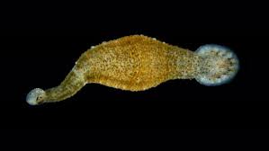 Attēlu rezultāti vaicājumam “Hirudinea”