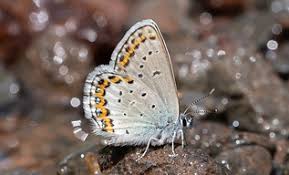 Attēlu rezultāti vaicājumam “Plebejus idas underside”