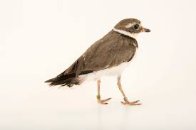 Attēlu rezultāti vaicājumam “Charadrius hiaticula”