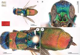 Attēlu rezultāti vaicājumam “Chrysididae”