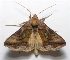 Attēlu rezultāti vaicājumam “Autographa excelsa”