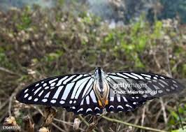 Attēlu rezultāti vaicājumam “Papilionidae”