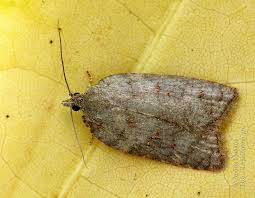 Attēlu rezultāti vaicājumam “Acleris aspersana”