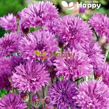 Image result for Centaurea cyanus