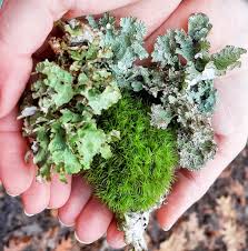 Attēlu rezultāti vaicājumam “moss”