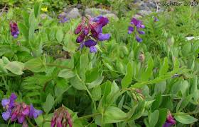 Attēlu rezultāti vaicājumam “Lathyrus japonicus subsp. maritimus flower”