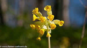 Image result for Schlüsselblumen